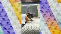 Essayer De Ne Pas Rire Vidéo De Chat À Mourir De Rire 2020 Top Funny animals