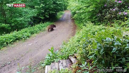 24 saat kayıt yapan fotokapanlar ile bazı türler ilk kez görüntülendi