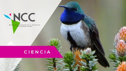 “Es­tre­lli­ta ecua­to­ria­na”, el co­li­brí que can­ta tan agu­do que se con­fun­de con el vien­to