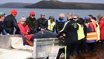 Les opérations de sauvetage de dauphins-pilotes se poursuivent en Tasmanie