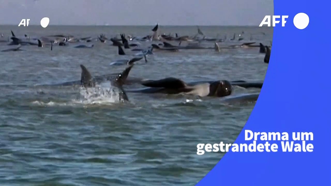 Drama um gestrandete Wale in Tasmanien