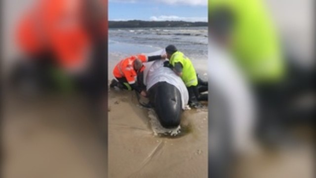 Mueren 380 ballenas varadas en Australia y otras 70 son rescatadas