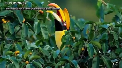 Sir David Attenborough alerte sur l'état de la planète dans son nouveau film