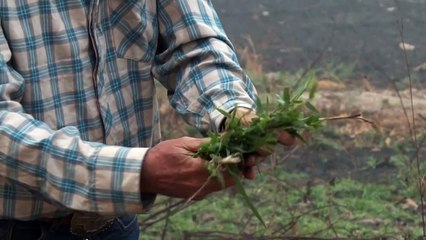 ¿Cómo prevenir nuevos desastres en el Pantanal?