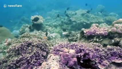 Schoolgirl scuba diver becomes youngest ever in the Philippines to reach 17.3 metres