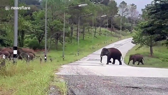 Herd of elephants cross road after raiding golf course in Thailand