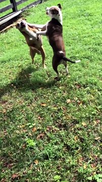 Ruckus 2020 - Cute dogs playing in the park transforms into a Pokemon style battle scene!