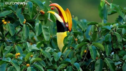 Bízik a fiatal generációban Attenborough