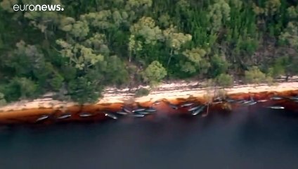 Mentik a partra vetődött delfineket, ilyen súlyos helyzet még nem volt Tasmániában