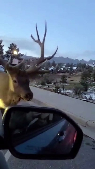 Bull Elk Talking Back