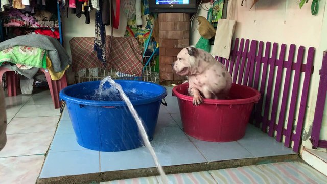 Doggy Jumps from Tub to Tub Chasing Hose Water