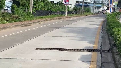 Sizable Snake Slithers Across Road
