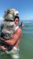 Clingy Husky Chooses Hugs Over Swimming