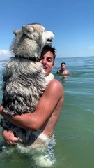 Clingy Husky Chooses Hugs Over Swimming