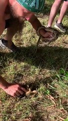 Disk Golfer Rescues Baby Squirrel from Snake