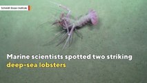 Underwater robot captures stunning pink lobster on camera