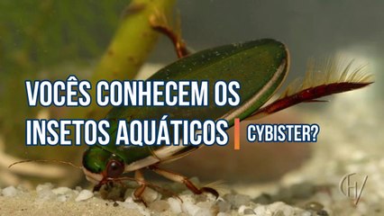 Vocês conhecem os insetos aquáticos Cybister?