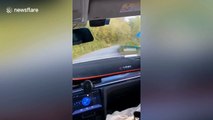 Chinese motorist encounters extremely rare Siberian tiger running on road
