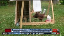 Bakersfield City Council to allow backyard hens