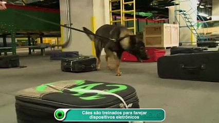 Cães são treinados para farejar dispositivos eletrônicos