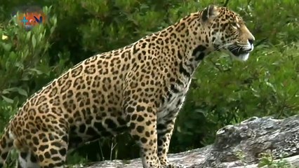 mqn-Conozca sobre los jaguares de Costa Rica-240+20