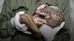 World’s ‘most-threatened’ pangolins are still in trouble in Vietnam despite wildlife trade ban