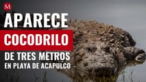 Aparece cocodrilo de tres metros en playa de Acapulco