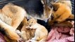 Faithful German Shepherd steps in to raise two lion cubs