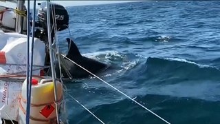 Sailing banned off northern Spanish coast after several vessels have been attacked by killer whales