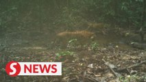 Presence of Malayan tiger cubs in the wild a promising sign