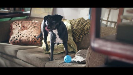 De patitas a la Calle Película