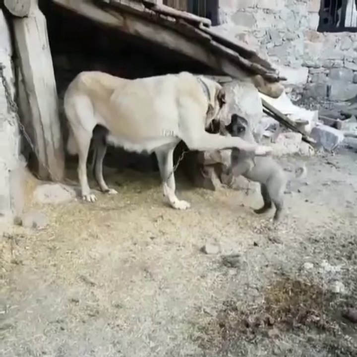 COBAN KOPEGi YAVRUSUNDAN ANNEYE iSYAN - SHEPHERD DOG MOM and PUPPY