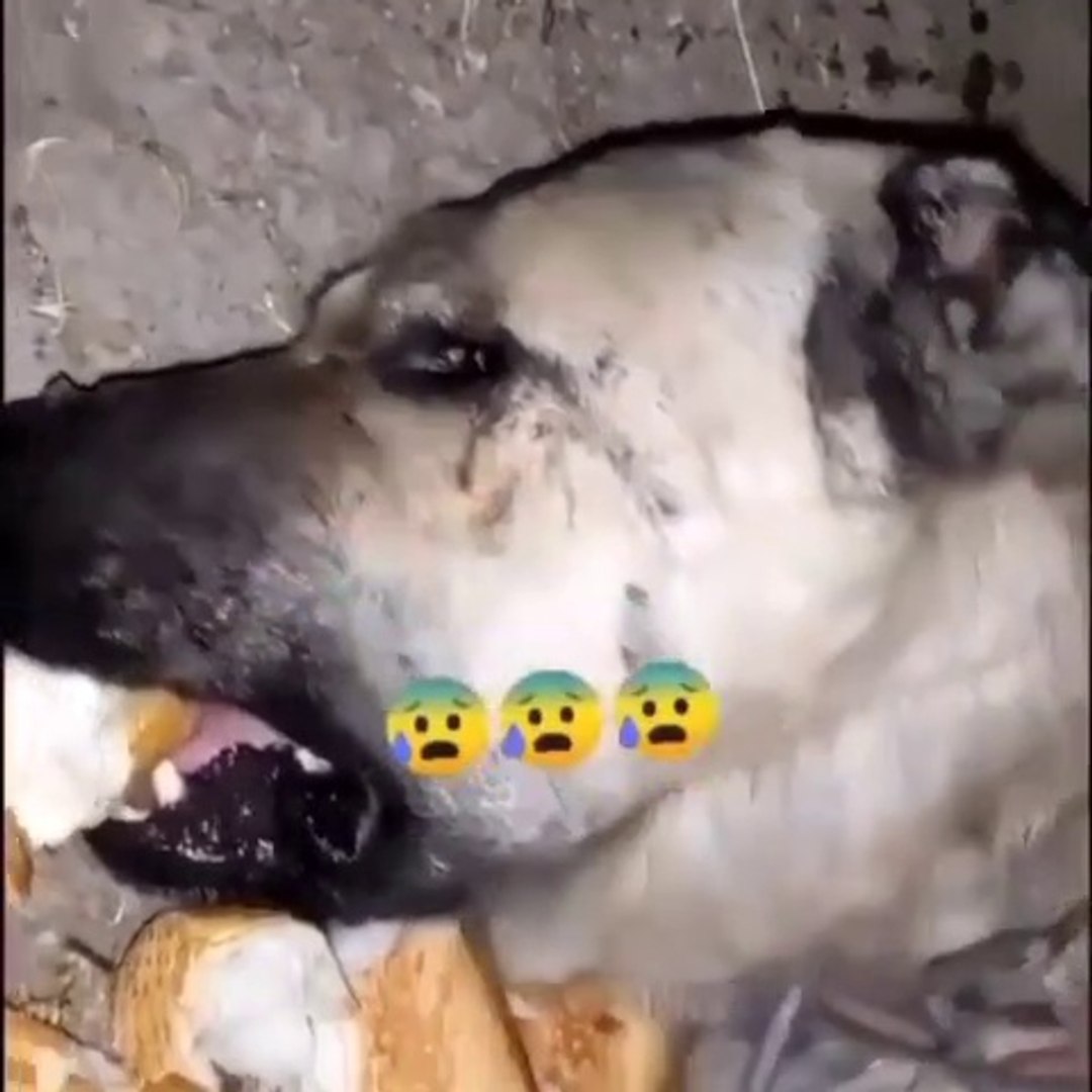 ⁣SiVAS KANGAL KOPEGiNiN KORKUTAN SAKASI - KANGAL SHEPHERD DOG SCARY JOKE