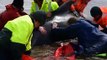 Rescuers try to save stranded whales in Macquarie Harbour