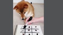 Dogs playing game with human | intelligent dogs