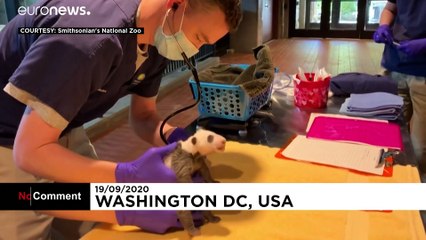 ویدئو؛ توله پاندای یک ماهه نخستین آزمایش دامپزشکی خود را پشت سر گذاشت