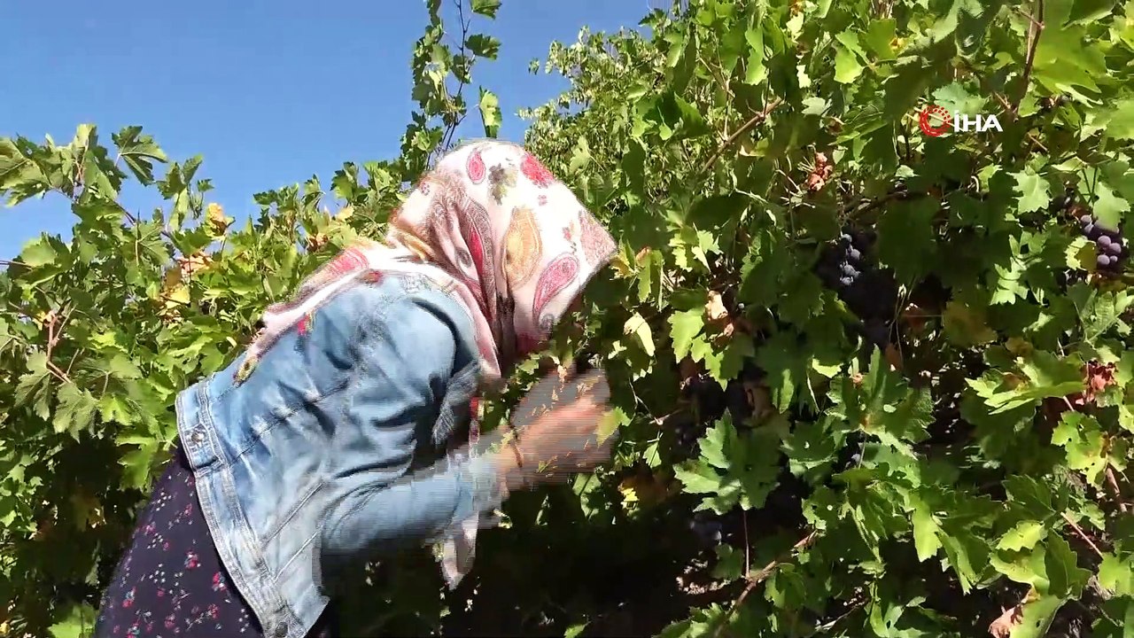 Bir asırdır doğal yollarla üzüm pekmezi yapıyorlar