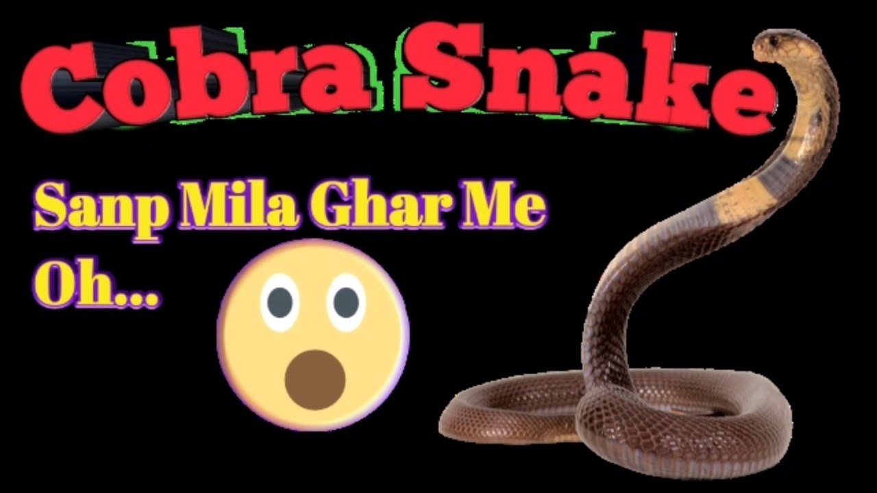 Cobra snake Found at Home.