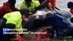 Australie: le sauvetage des "dauphins-pilotes" échoués en baie de Tasmanie se poursuit
