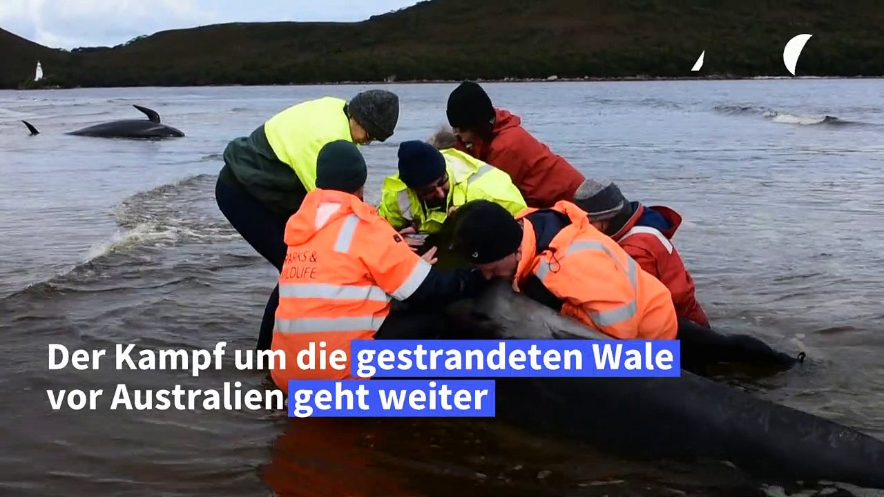 Neue versuche zur walrettung vor tasmanien