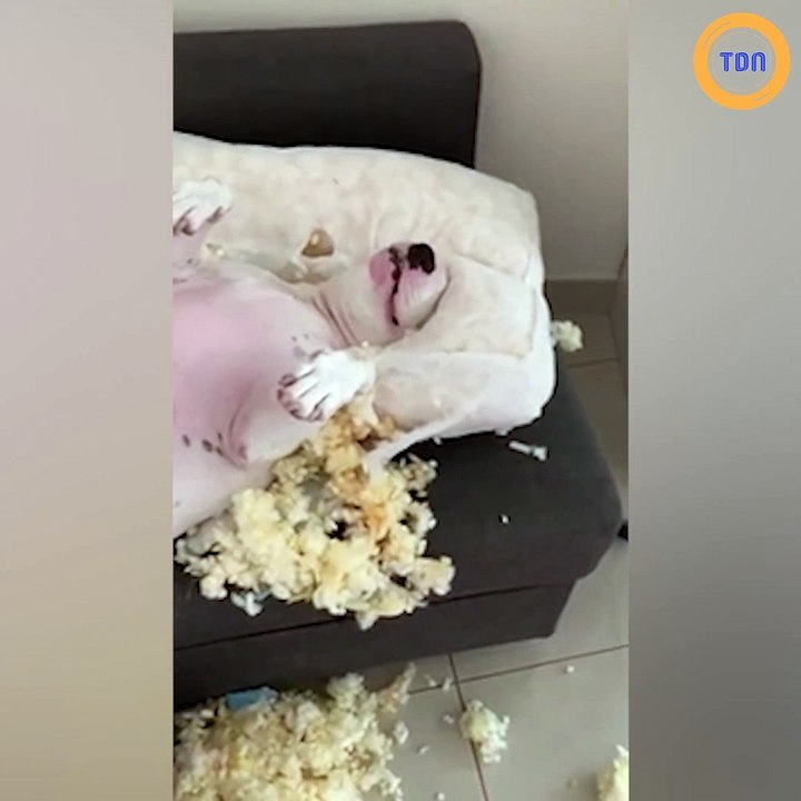 Ce chien s'est complètement déchaîné sur ce pau...