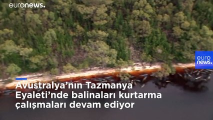 Avustralya'da sığ sularda mahsur kalan 500'e yakın balinadan en az 380'i hayatını kaybetti