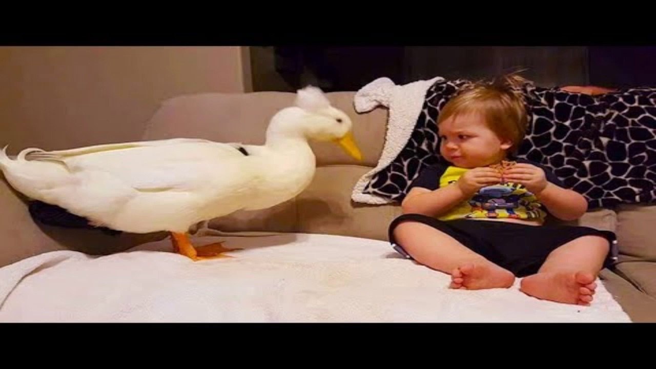 Funny Duck Trolling Babies And Kids