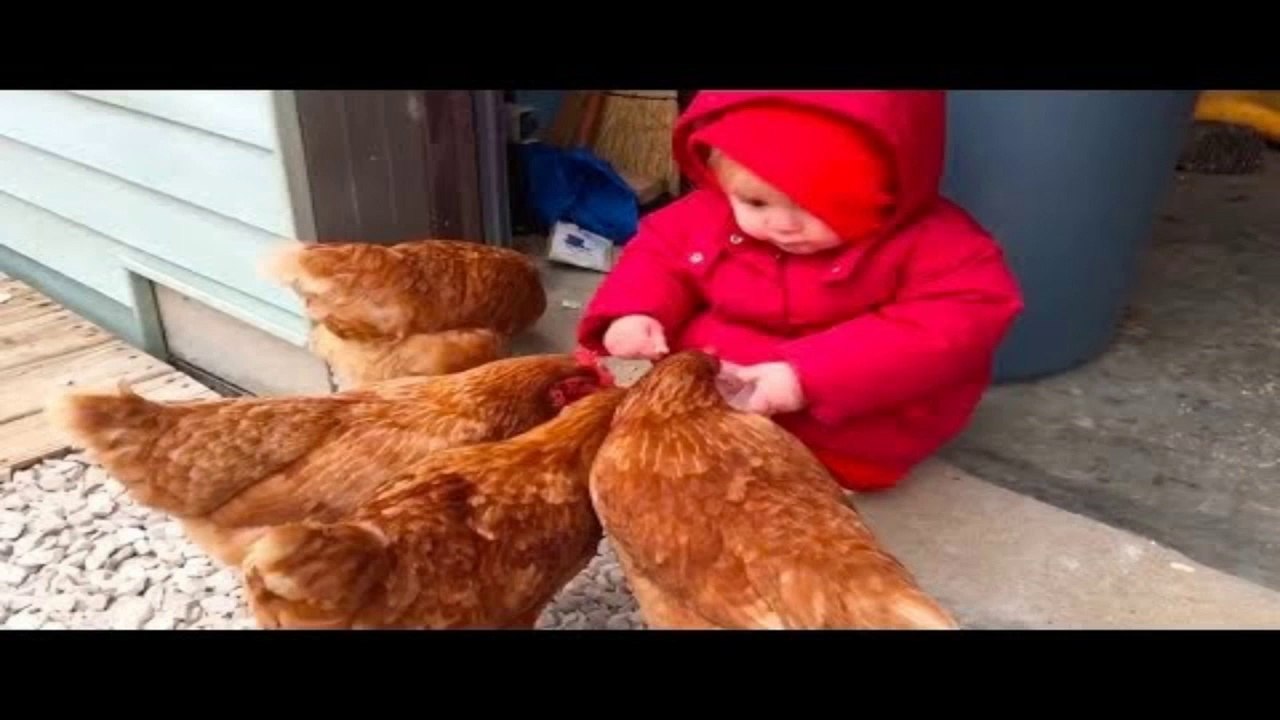 Try Not To Laugh Most Crazy Chicken Trolling Babies And Kids
