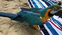 Rachel Blue and Gold Macaw - Goes to the Beach