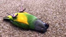 Two Parrots Playing Dead!