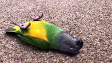 Two Parrots Playing Dead!