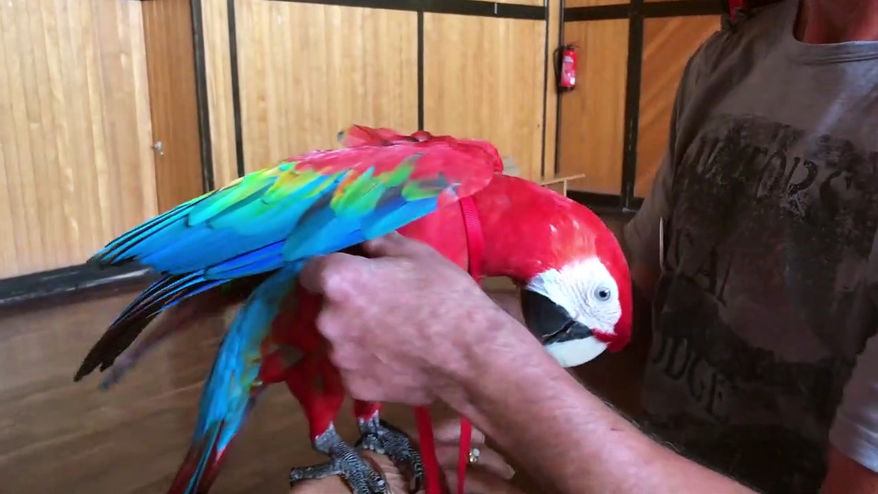 Many Parrot Owners Having Success with Aviator Harness