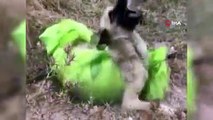 Çanakkalede çuvala koyularak ölüme terkedilen köpeği jandarma kurtardı