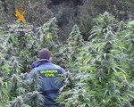 Dos detenidos en Burgos con 415 plantas de marihuana